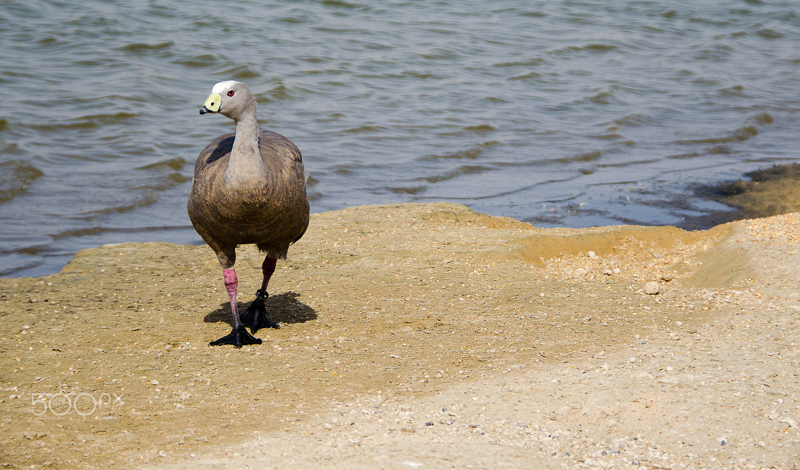 Nikon D5100 sample photo. Bird photography