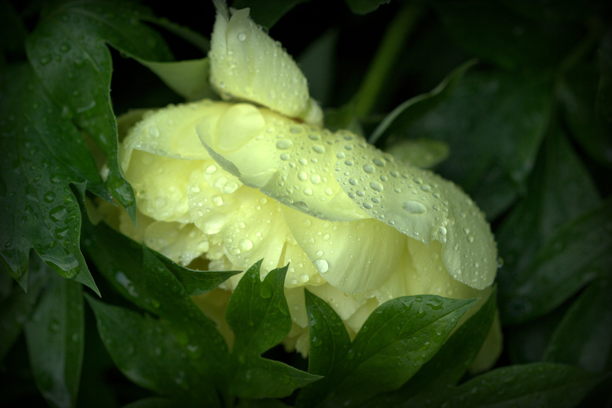 Canon EF 100mm F2.8 Macro USM sample photo. Pivoine photography