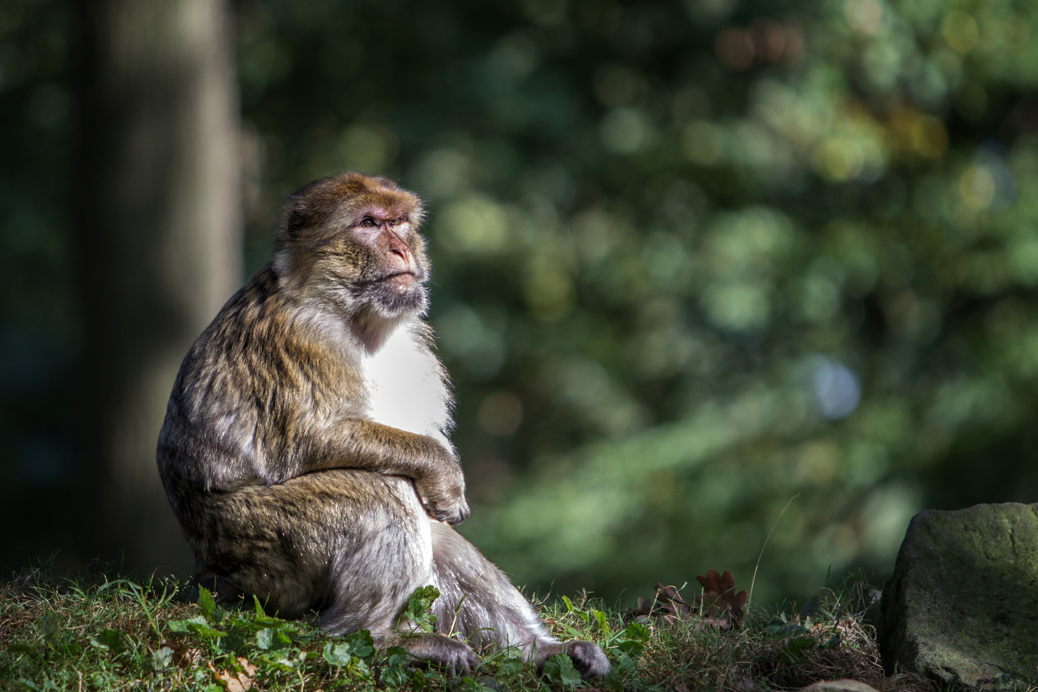 Canon EF 70-200mm F2.8L IS USM sample photo. Portrait of an ape photography