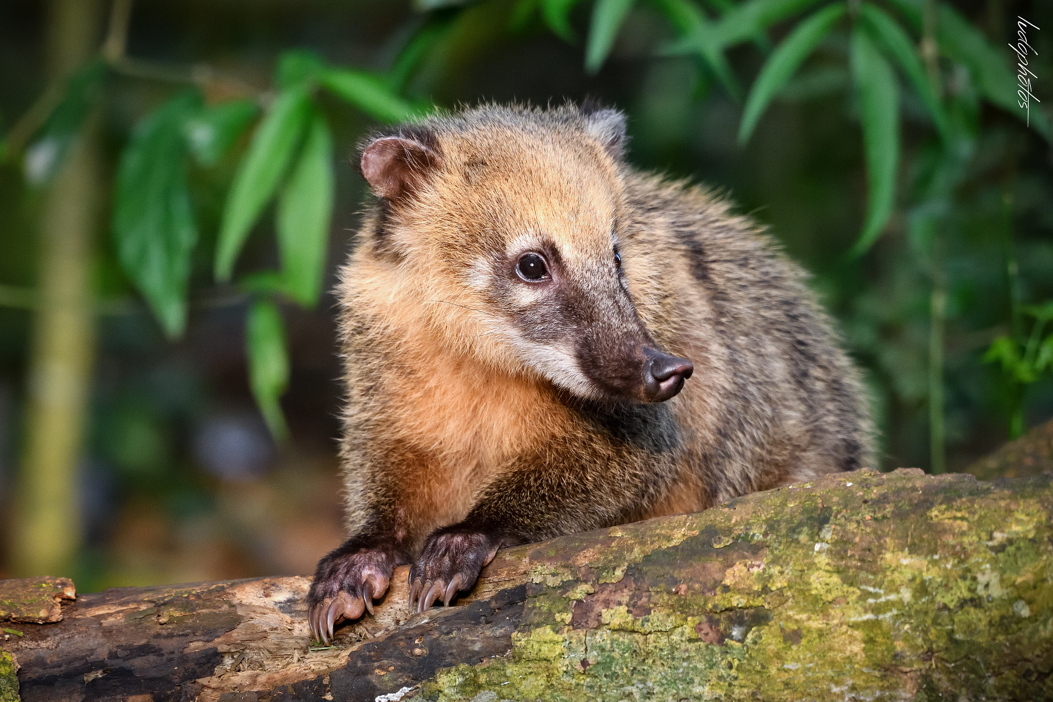 Nikon D500 + Sigma 18-200mm F3.5-6.3 DC sample photo. Coati photography