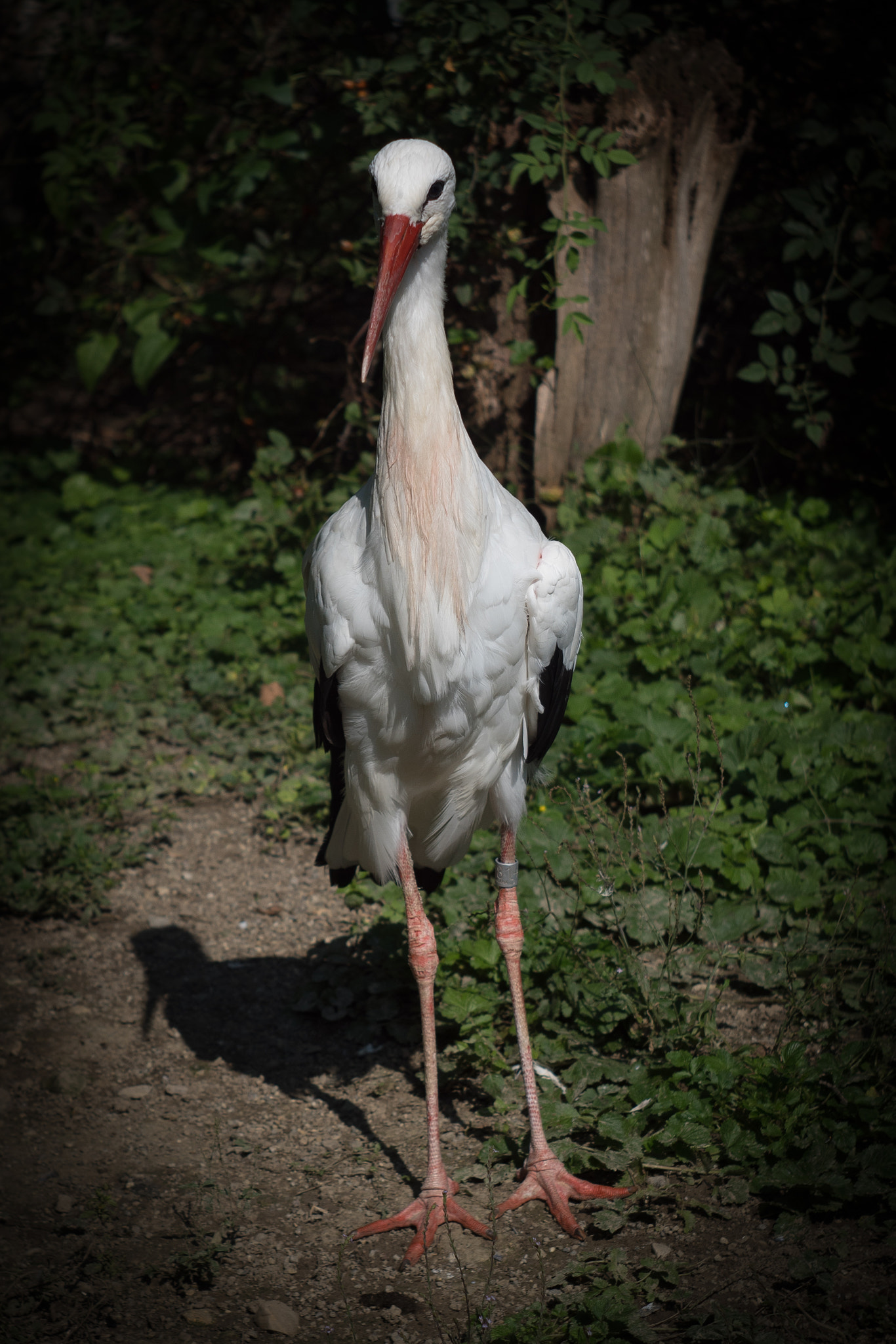 Sony SLT-A68 sample photo. A stork photography