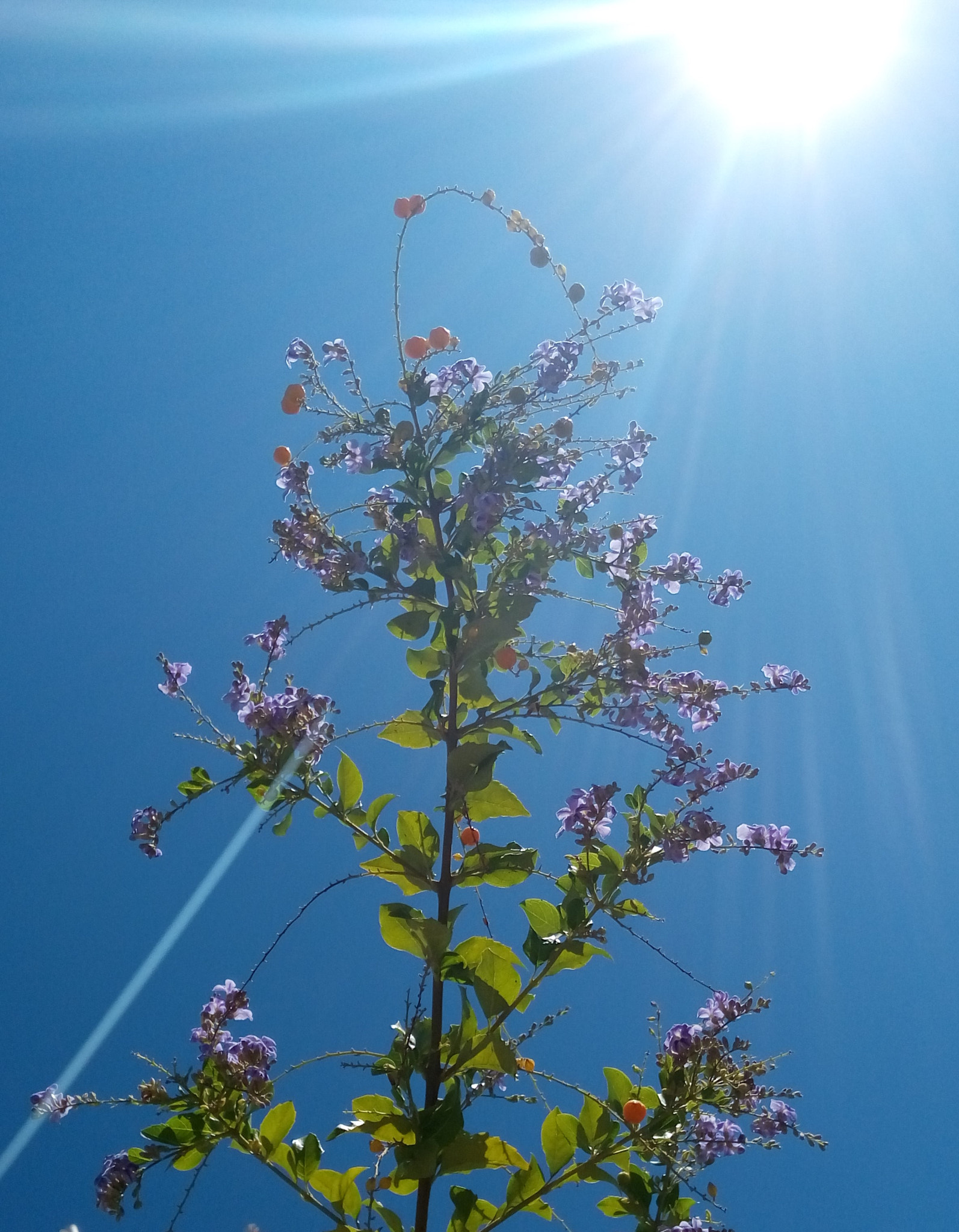 HTC DESIRE 728G DUAL SIM sample photo