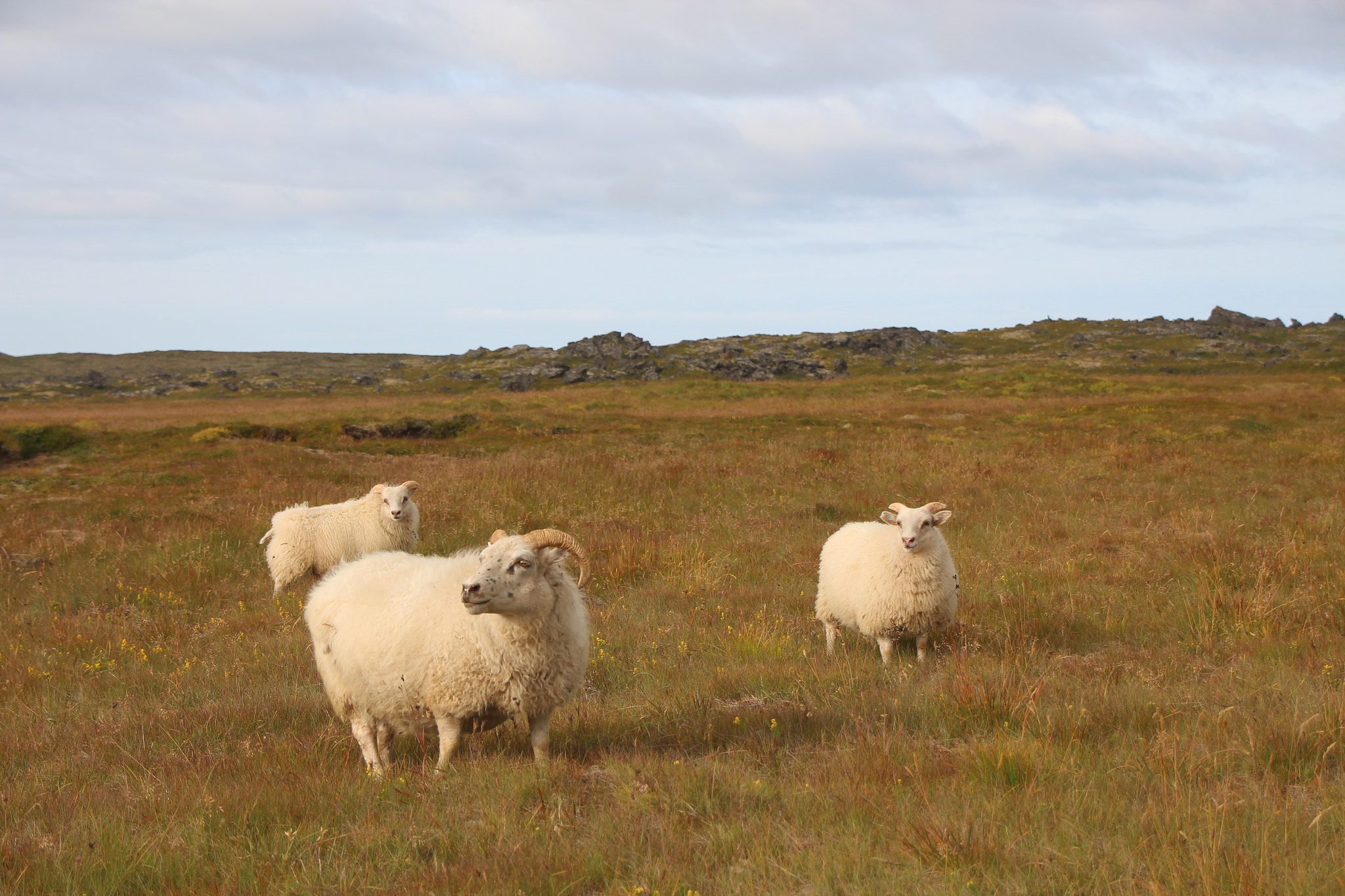 Canon EOS 650D (EOS Rebel T4i / EOS Kiss X6i) sample photo. Icelandic trio   photography