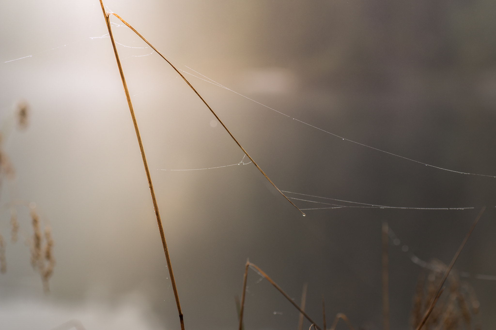 Tamron SP AF 90mm F2.8 Di Macro sample photo. Into the fog photography