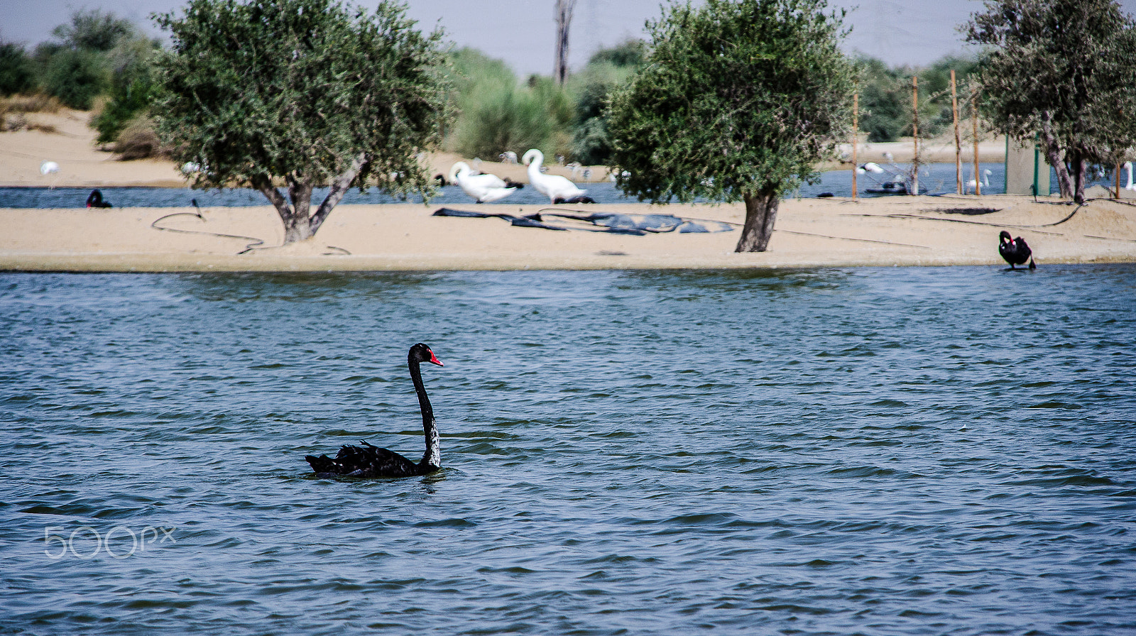 Nikon D5100 sample photo. Swans photography