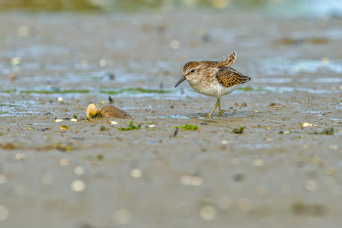 Nikon D800E + Nikon AF-S Nikkor 600mm F4G ED VR sample photo. Dsc photography