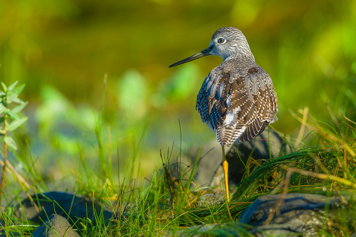 Nikon D800E + Nikon AF-S Nikkor 600mm F4G ED VR sample photo. Dsc photography