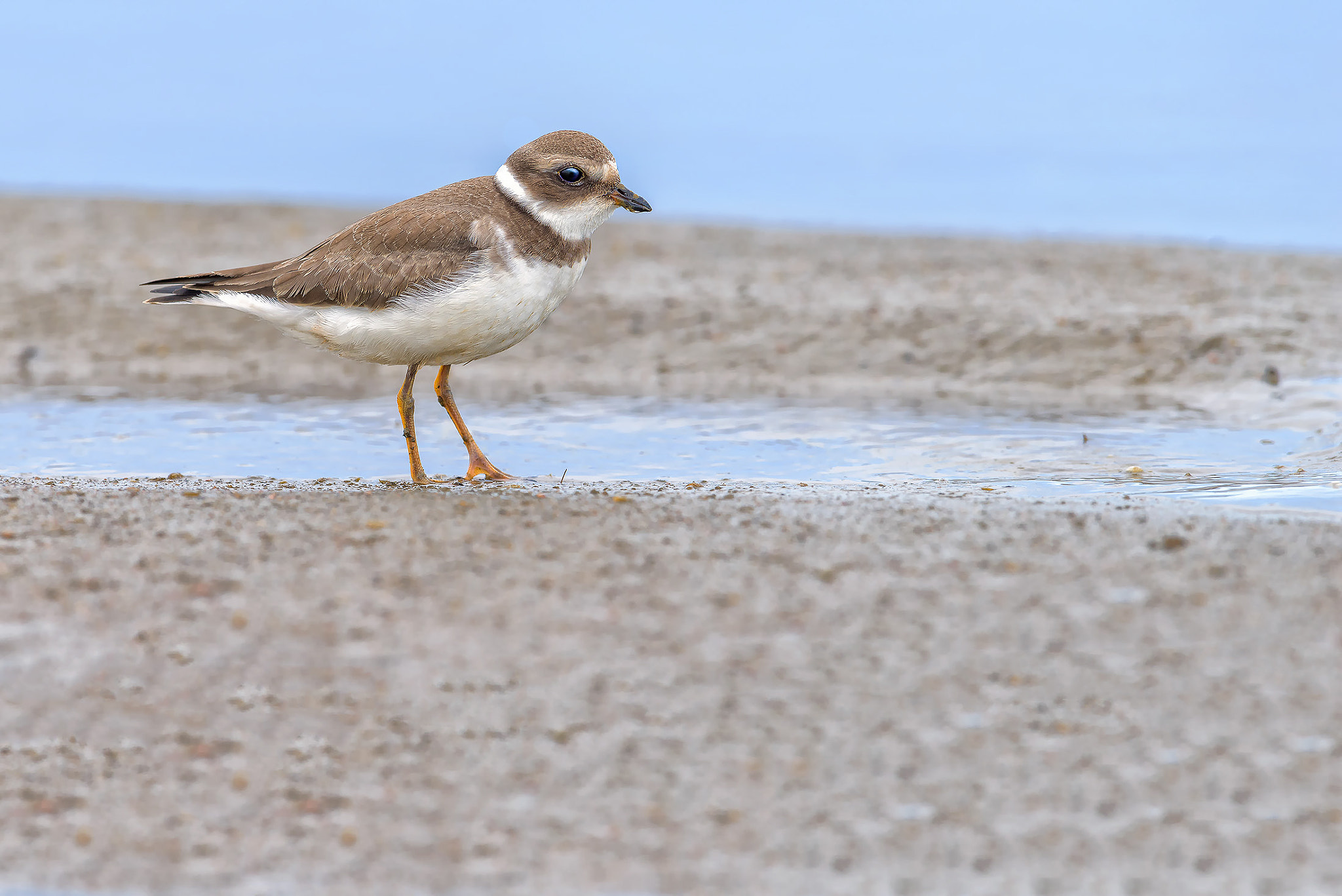 Nikon D800E + Nikon AF-S Nikkor 600mm F4G ED VR sample photo. Dsc photography