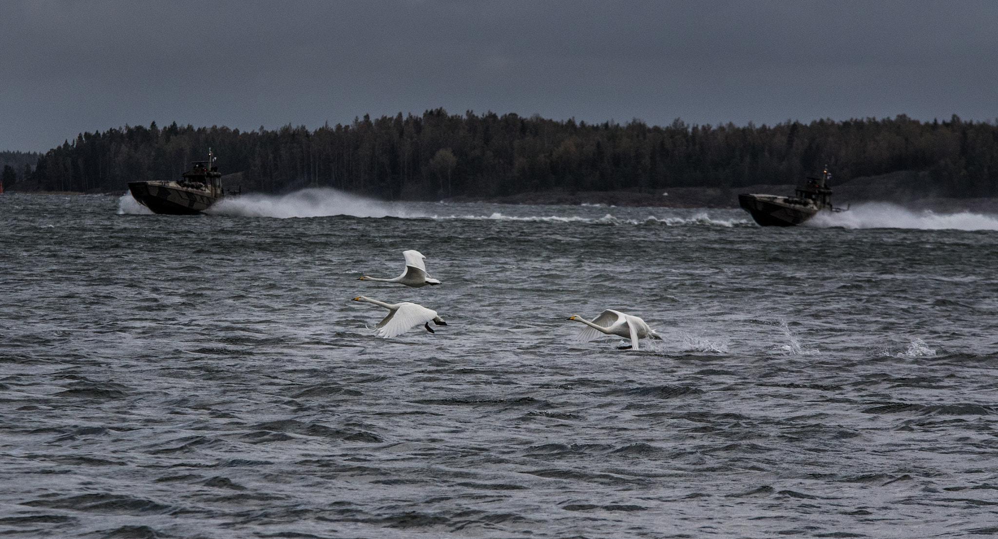 Canon EOS 7D Mark II sample photo. Swans taking off photography