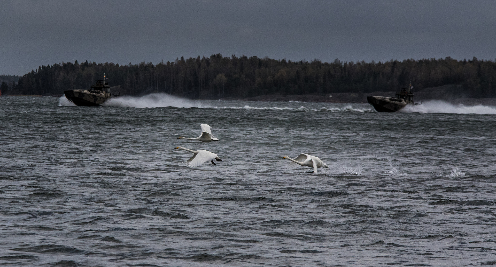 Sigma 70-200mm F2.8 EX DG OS HSM sample photo. Swans taking off photography
