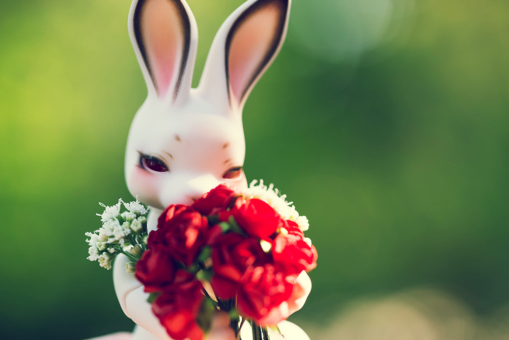 Canon EF 100mm F2.8L Macro IS USM sample photo. Bunny photography
