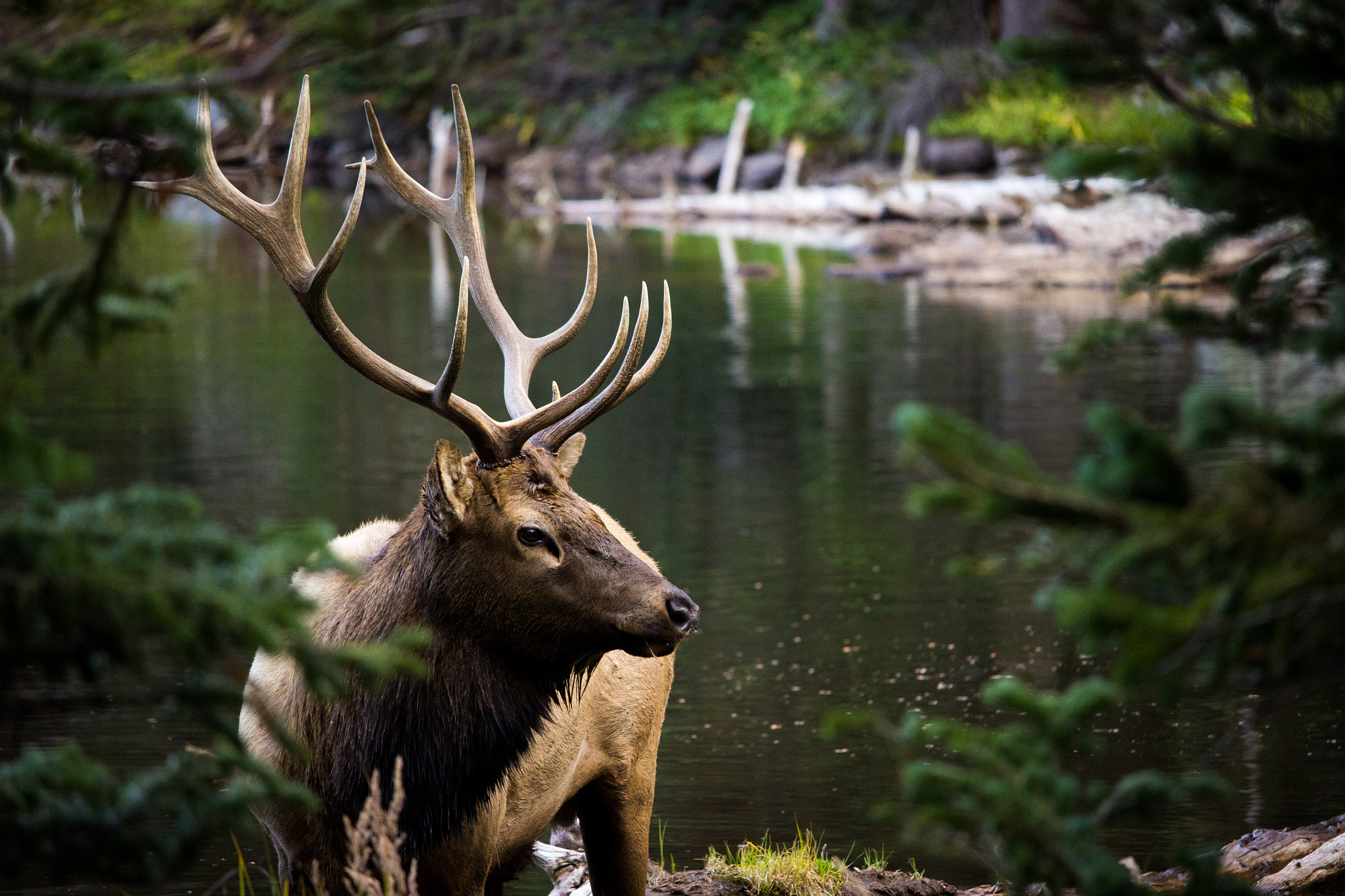 Canon EF-S 55-250mm F4-5.6 IS STM sample photo. Colorado bull elk photography