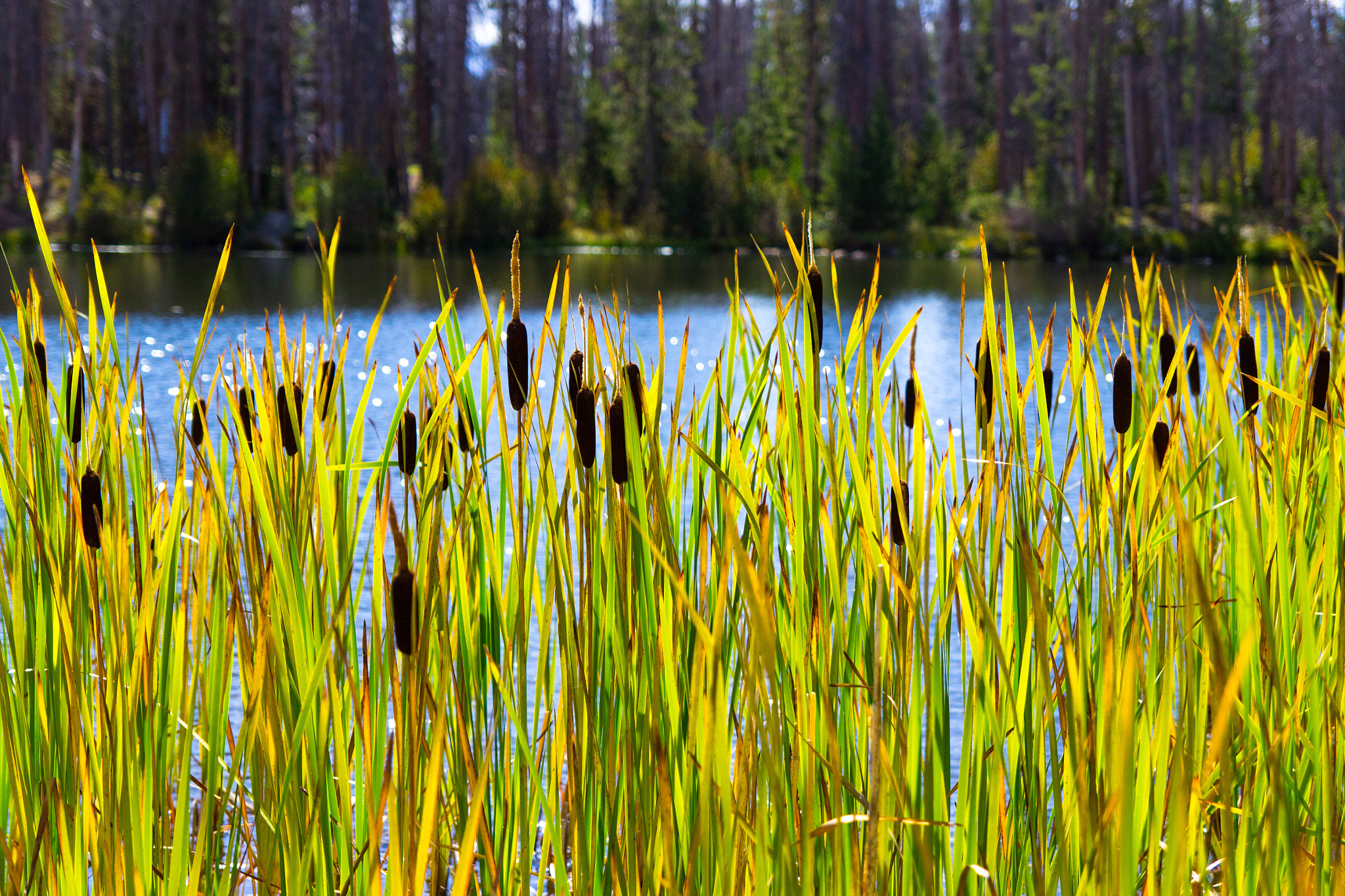 Tamron SP AF 17-50mm F2.8 XR Di II LD Aspherical (IF) sample photo. Cattails photography