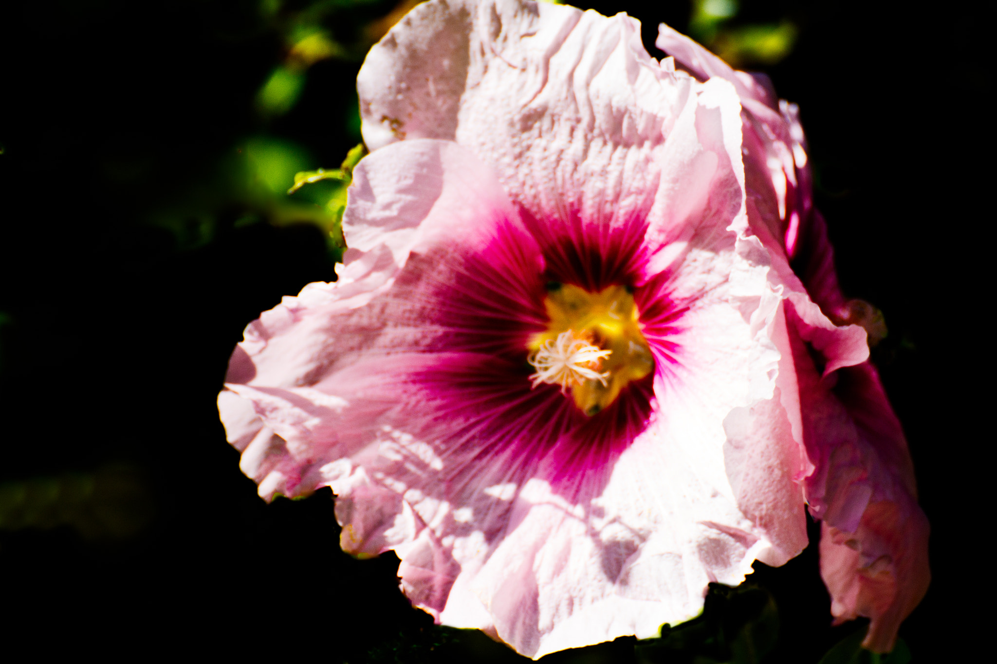 Canon EOS 650D (EOS Rebel T4i / EOS Kiss X6i) sample photo. Beautiful flower photography