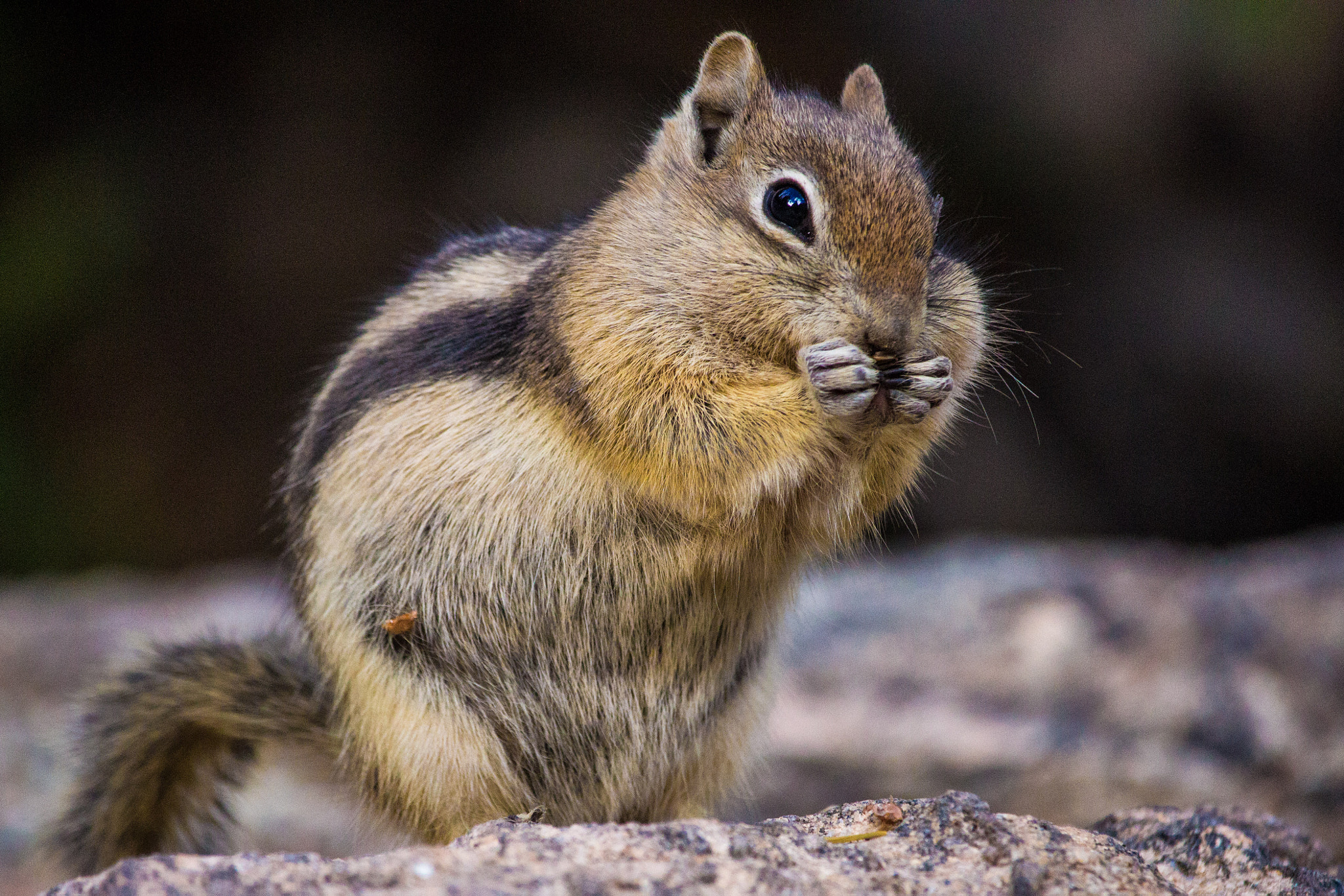 Canon EF-S 55-250mm F4-5.6 IS STM sample photo. Colorado chipmunk photography