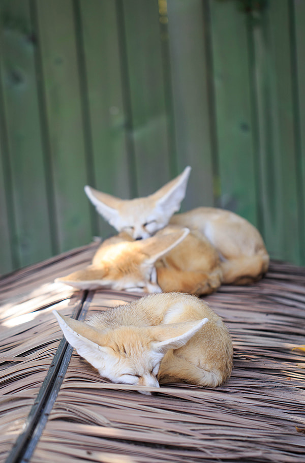Canon EOS 6D + Canon EF 100mm F2.8L Macro IS USM sample photo. Fennec fox photography