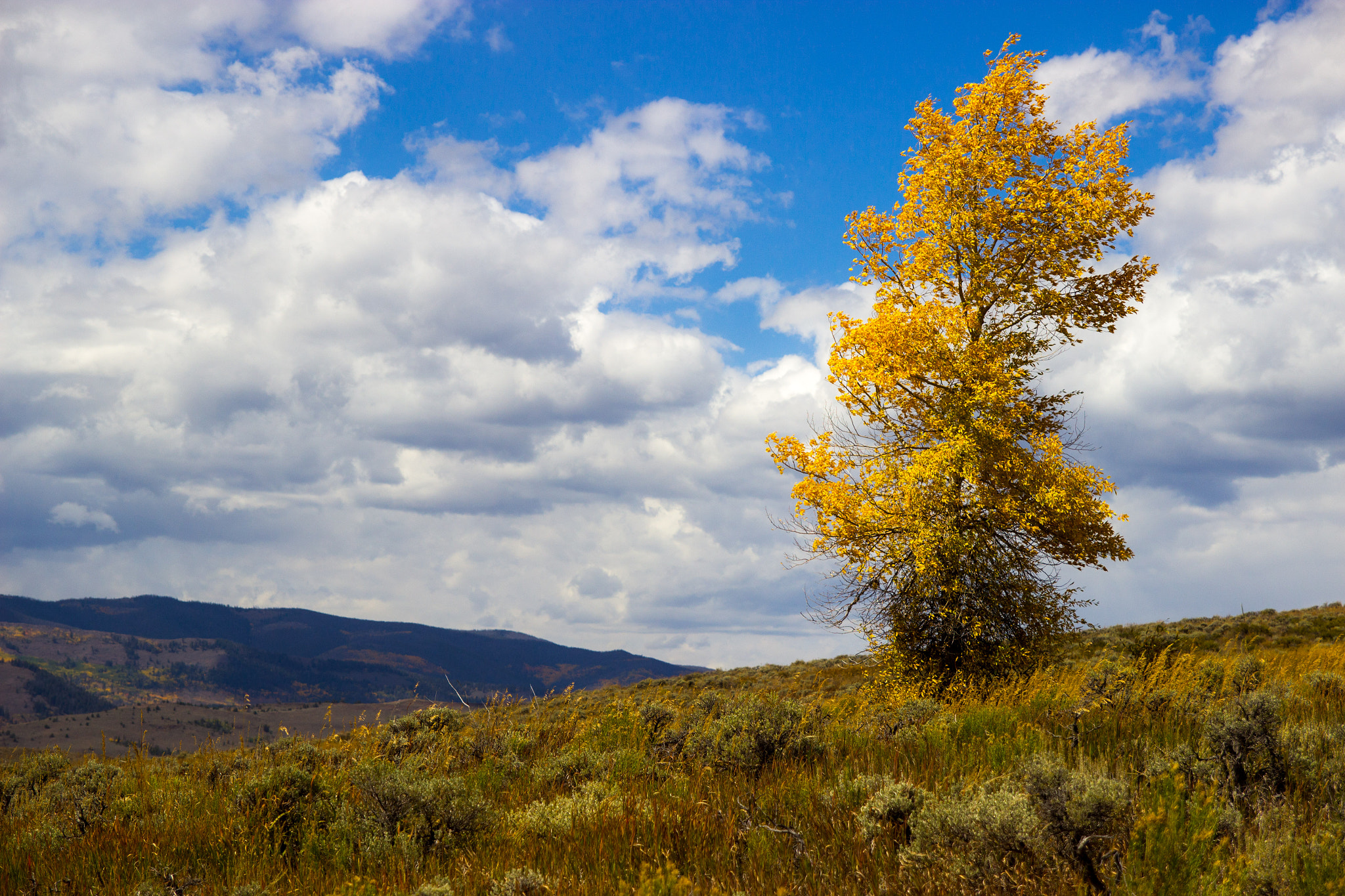 Tamron SP AF 17-50mm F2.8 XR Di II LD Aspherical (IF) sample photo. Tree on hill photography