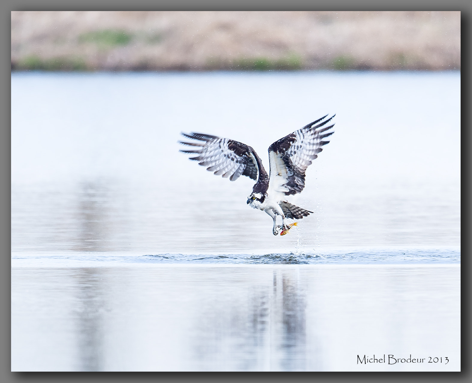 Nikon D800E + Nikon AF-S Nikkor 600mm F4G ED VR sample photo. Dsc photography