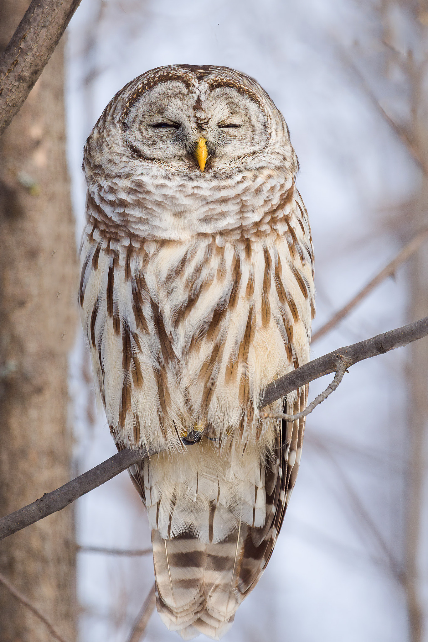 Nikon D800E + Nikon AF-S Nikkor 600mm F4G ED VR sample photo. Dsc photography