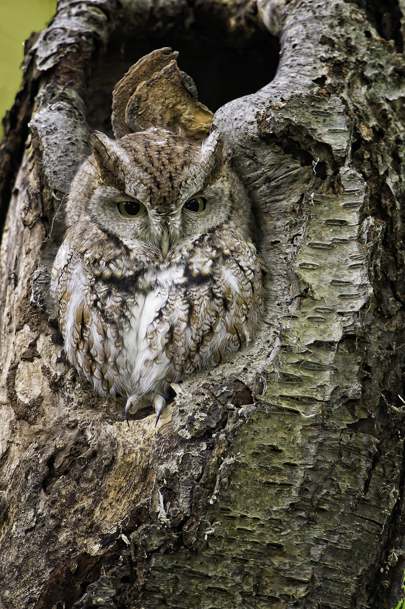 Nikon AF-S Nikkor 600mm F4G ED VR sample photo. Gwgtdr dsc photography