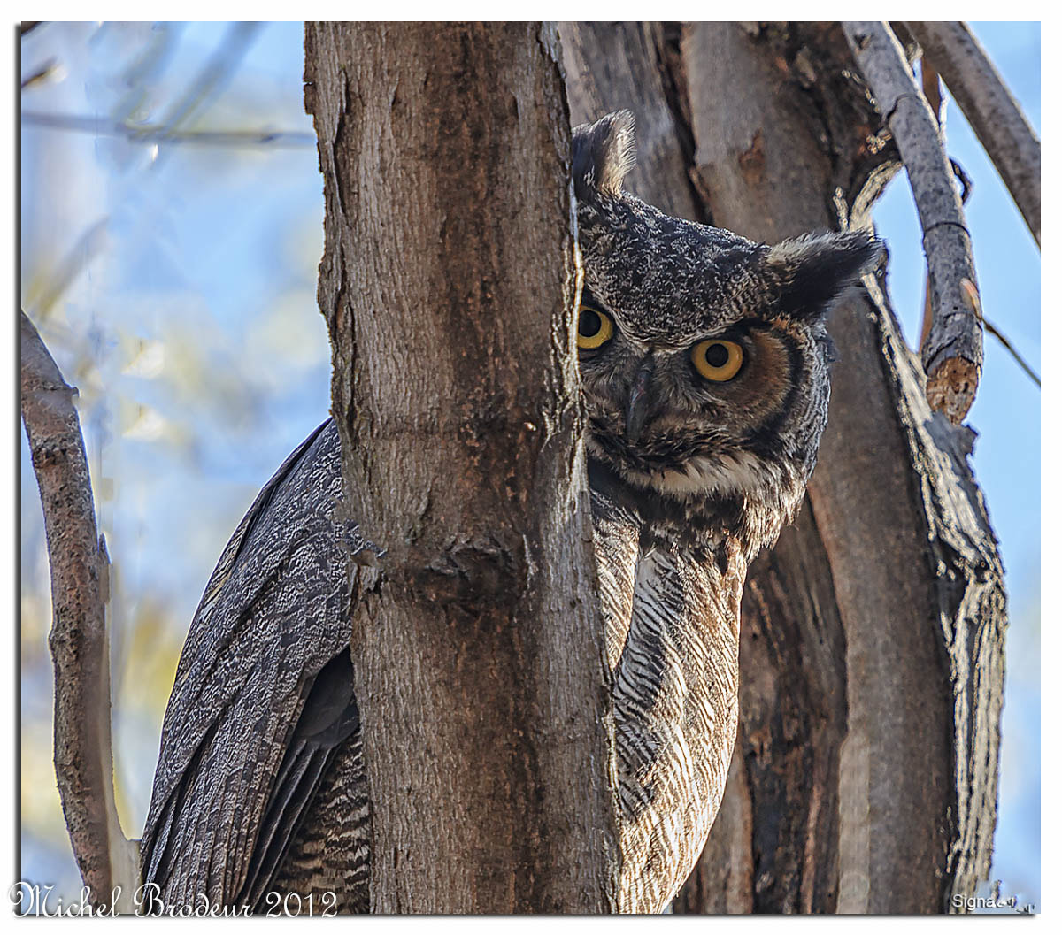 Nikon D3S + Nikon AF-S Nikkor 600mm F4G ED VR sample photo. Edit edit photography