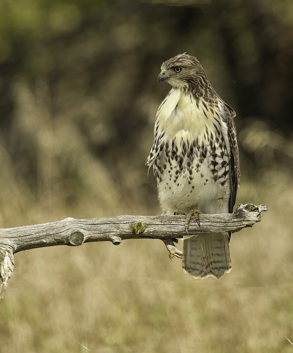 Nikon D3S + Nikon AF-S Nikkor 600mm F4G ED VR sample photo. Ff photography