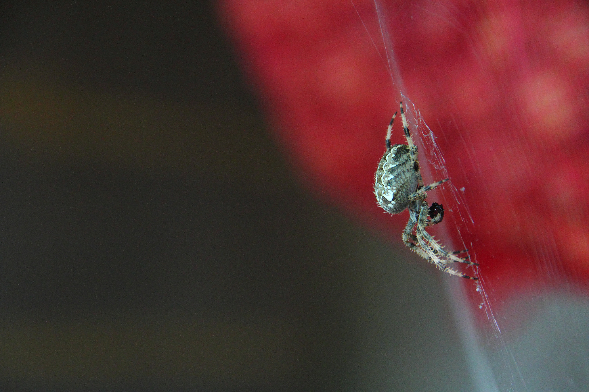 Canon EOS 7D + Canon 18-200mm sample photo. The spider photography
