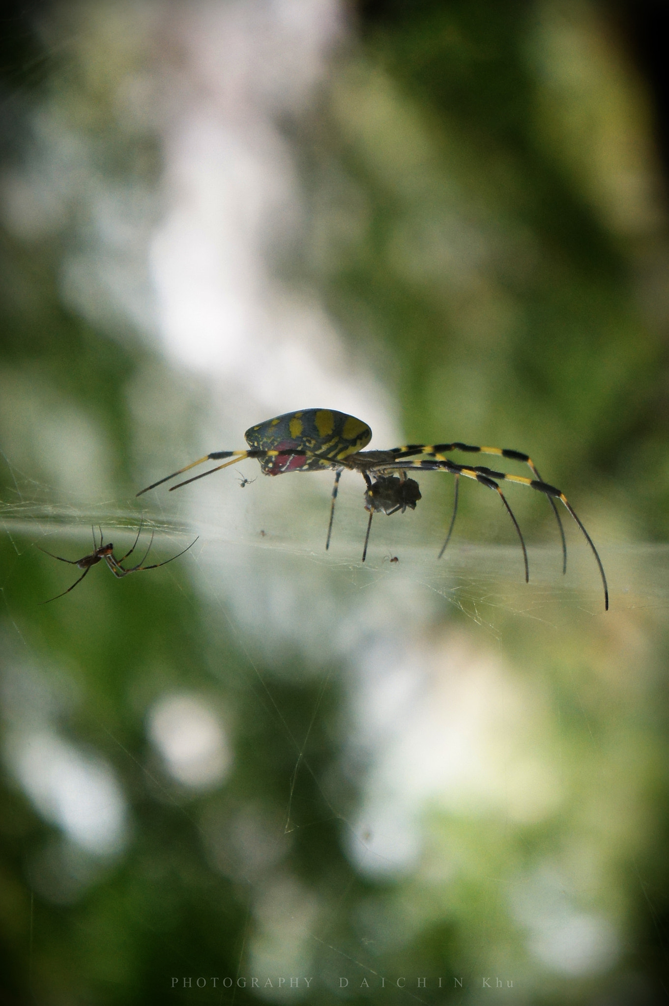 Sony Alpha NEX-C3 sample photo. Mother spider　 photography
