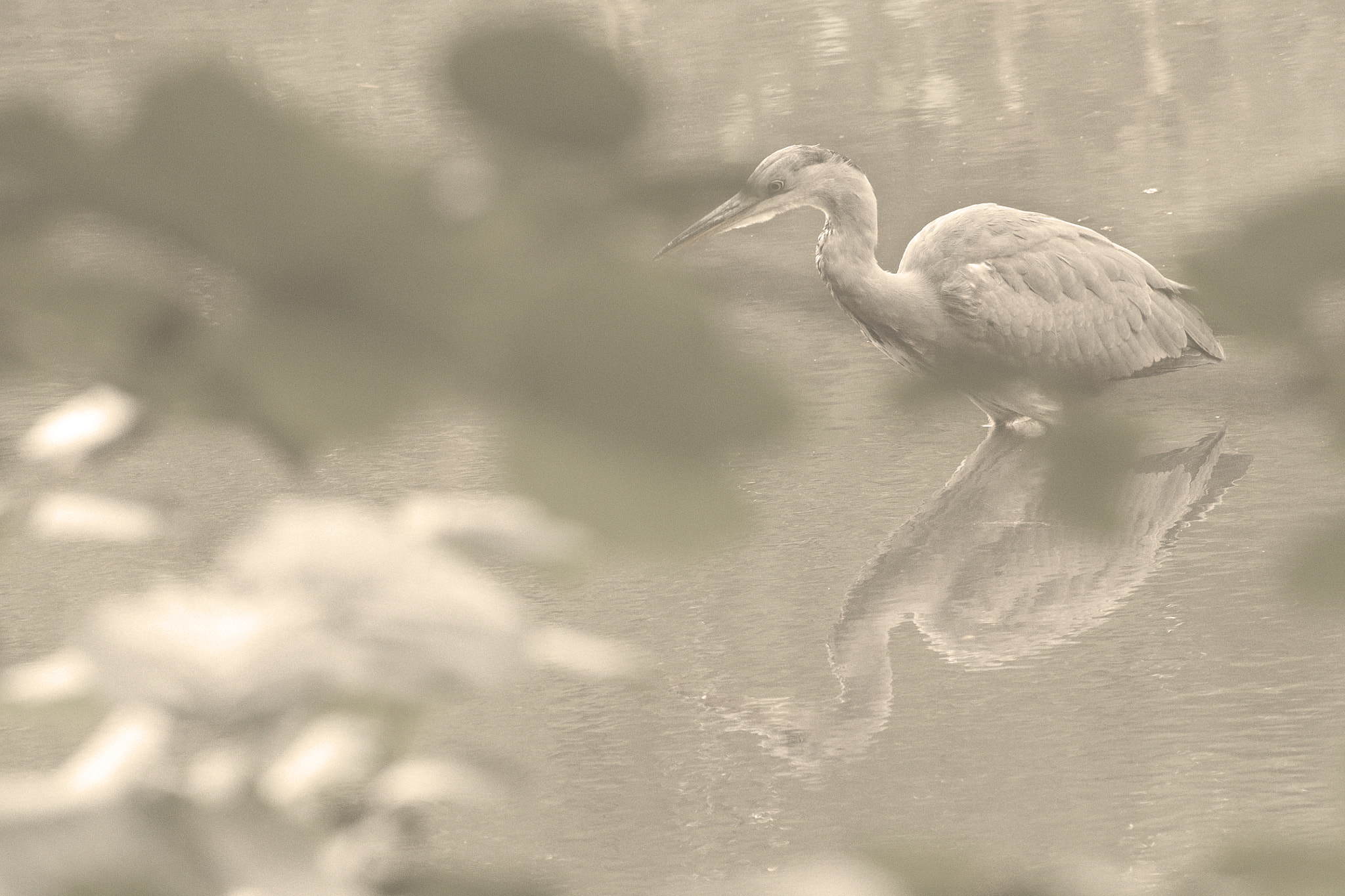 Olympus OM-D E-M5 II sample photo. Heron photography