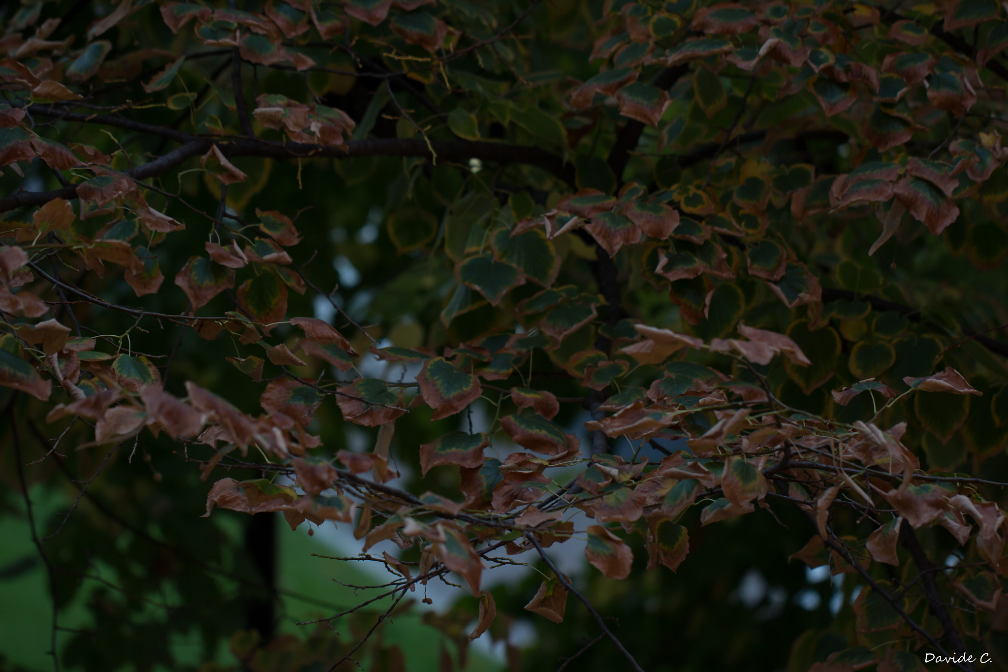 Canon EOS 60D + Canon EF 100mm F2.8L Macro IS USM sample photo. Autunno photography