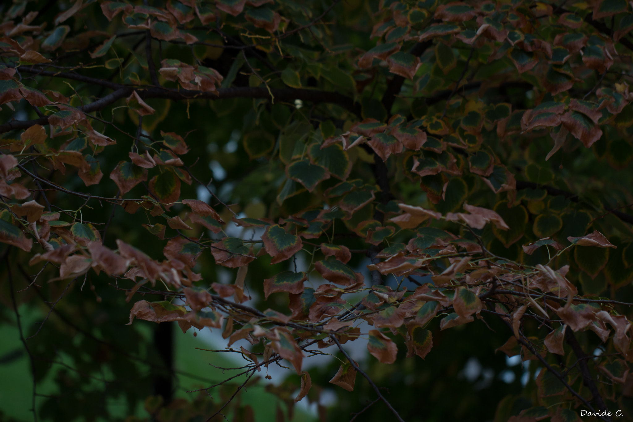 Canon EOS 60D sample photo. Autunno photography