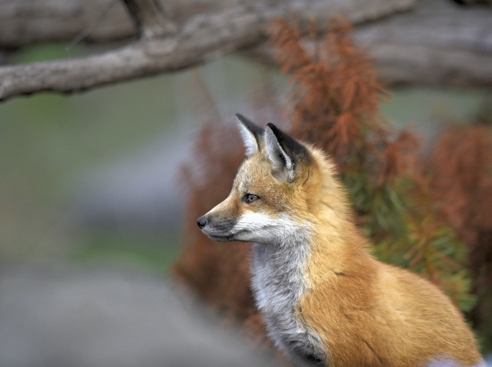 AF-S Nikkor 300mm f/2.8D IF-ED II sample photo. Fox photography