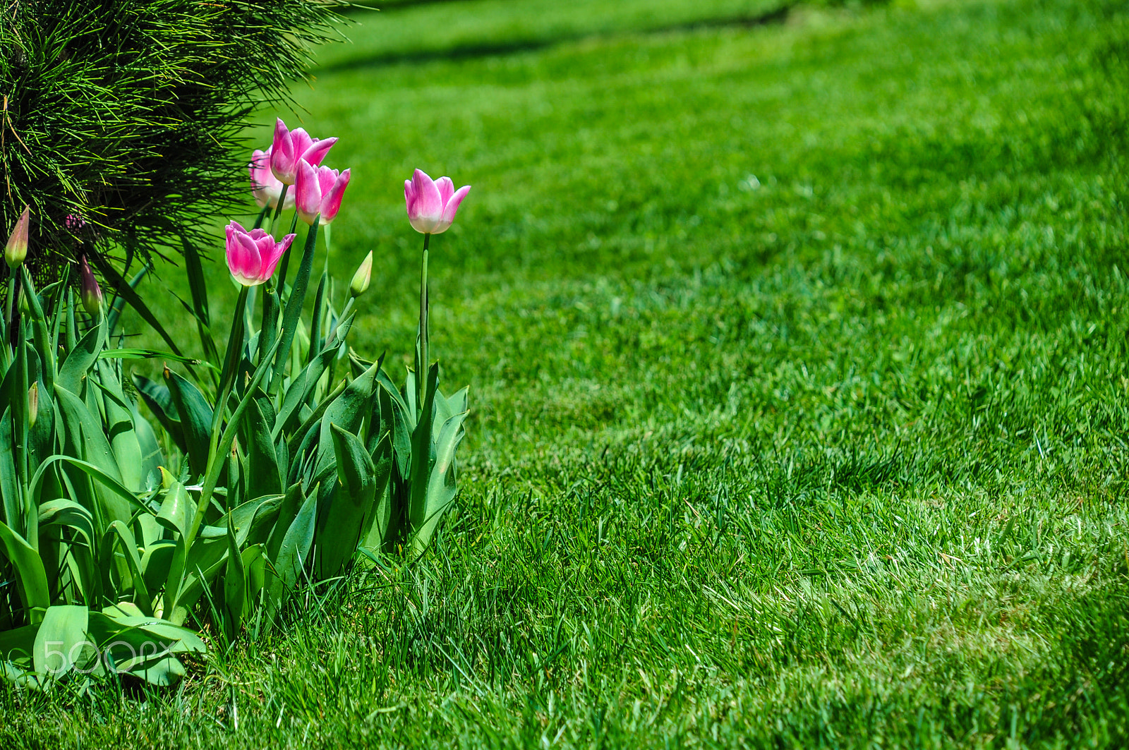 Nikon D5000 sample photo. Tulip photography