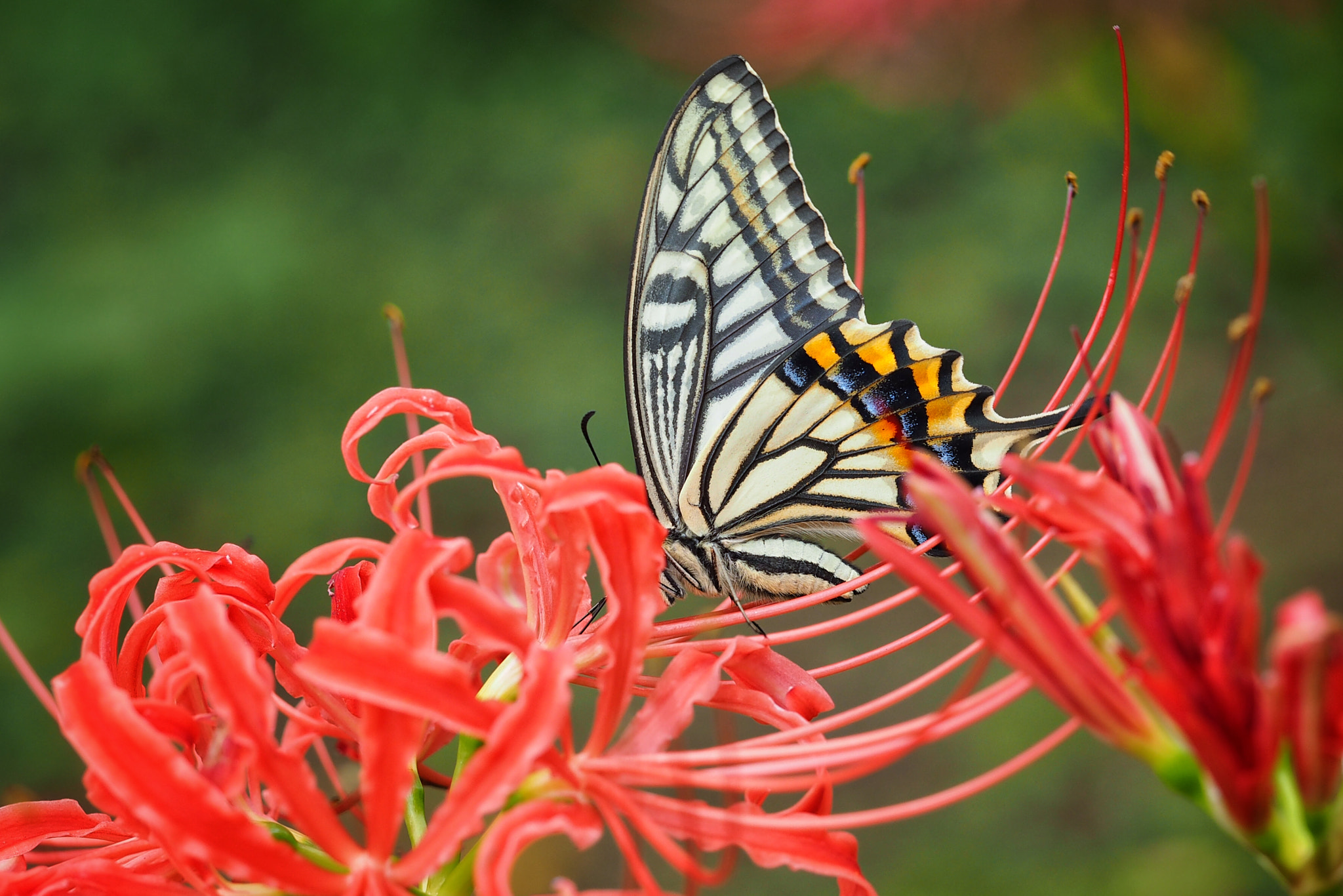 Olympus PEN E-PL7 sample photo. A butterfly burying its head in the flower photography