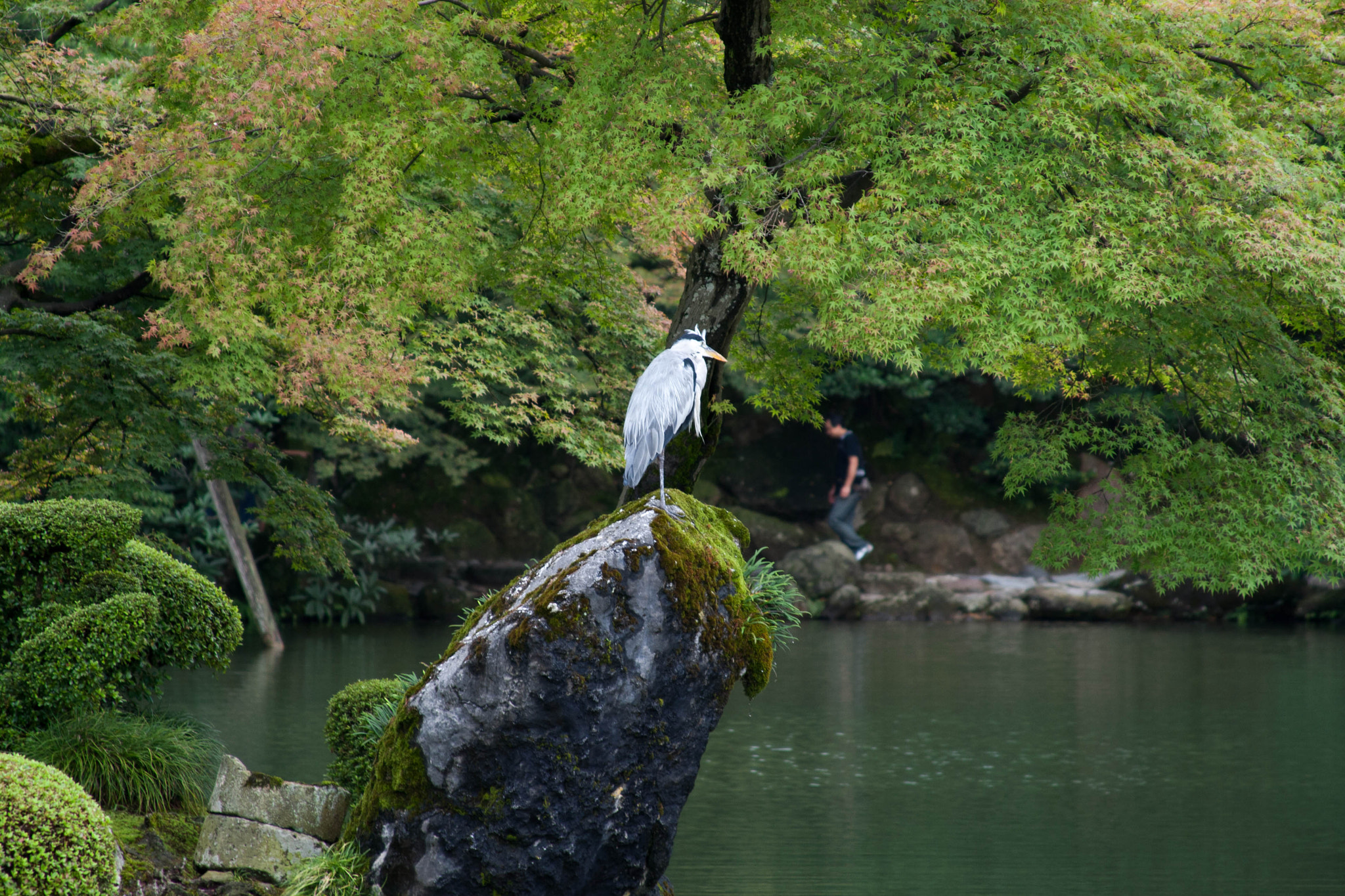Canon EF 28-135mm F3.5-5.6 IS USM sample photo. Tokyo photography