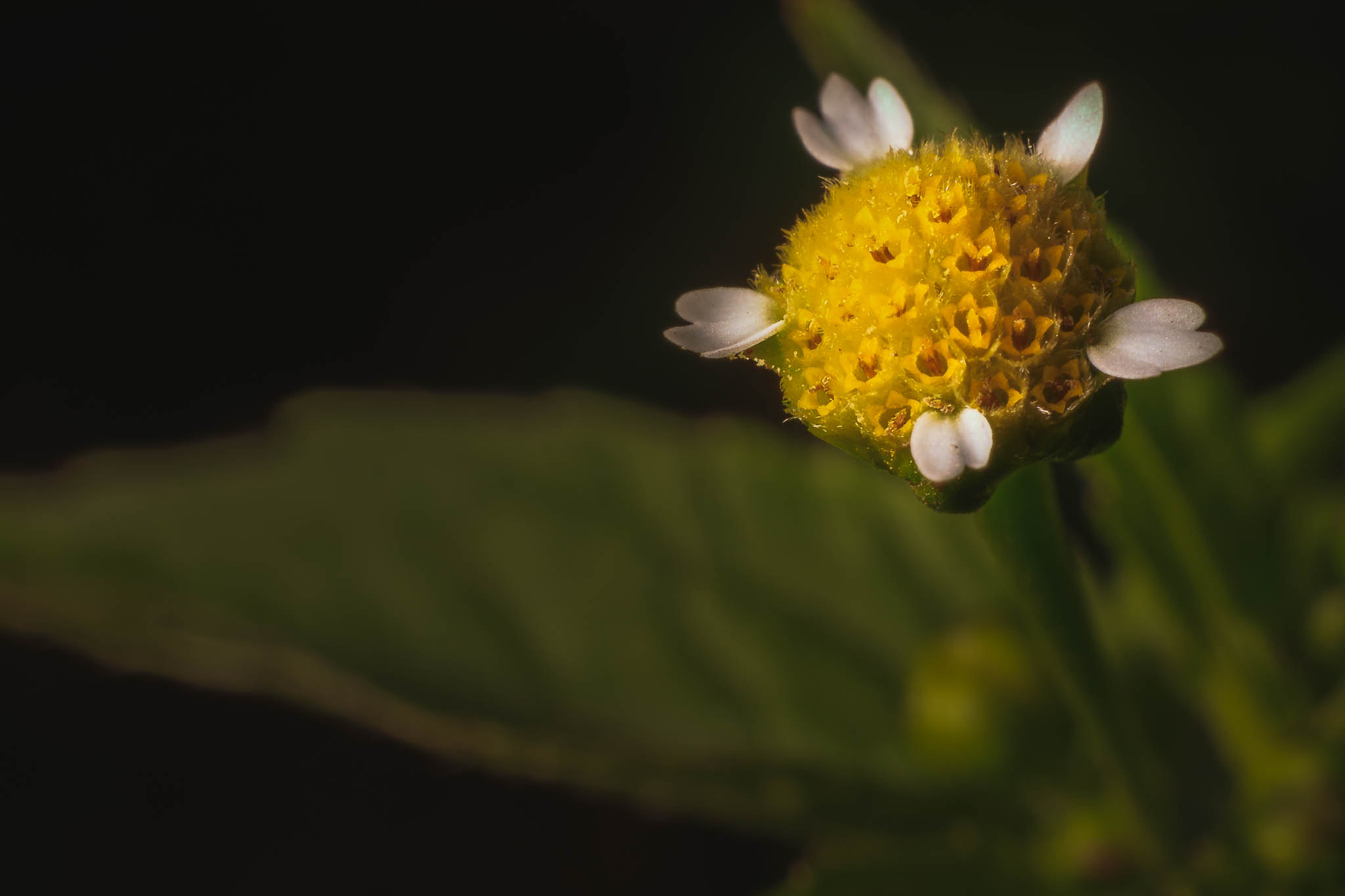Samsung NX1 + NX 30mm F2 sample photo. Beauty in nature - flower photography