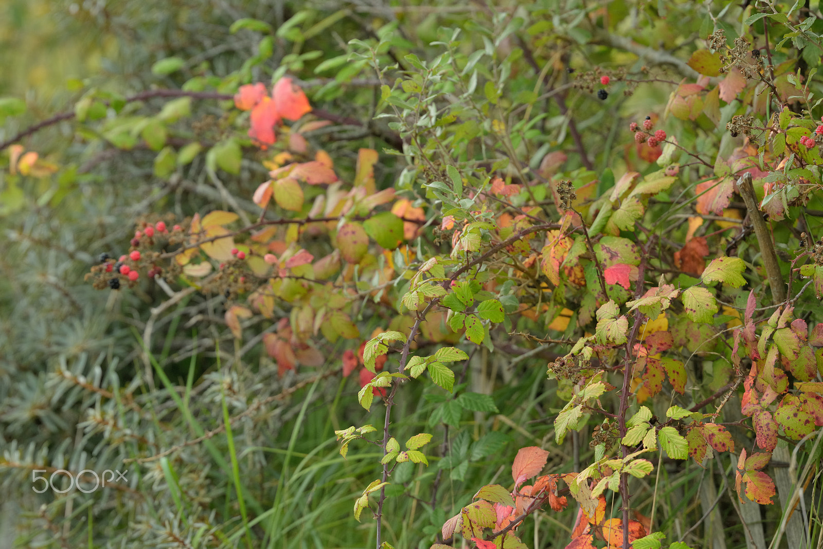 Nikon D800E sample photo. Wild barrier / clôture naturelle photography