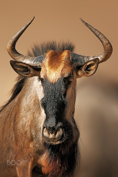 Canon EOS-1D Mark II N + Canon EF 600mm f/4L IS sample photo. Blue wildebeest portrait photography