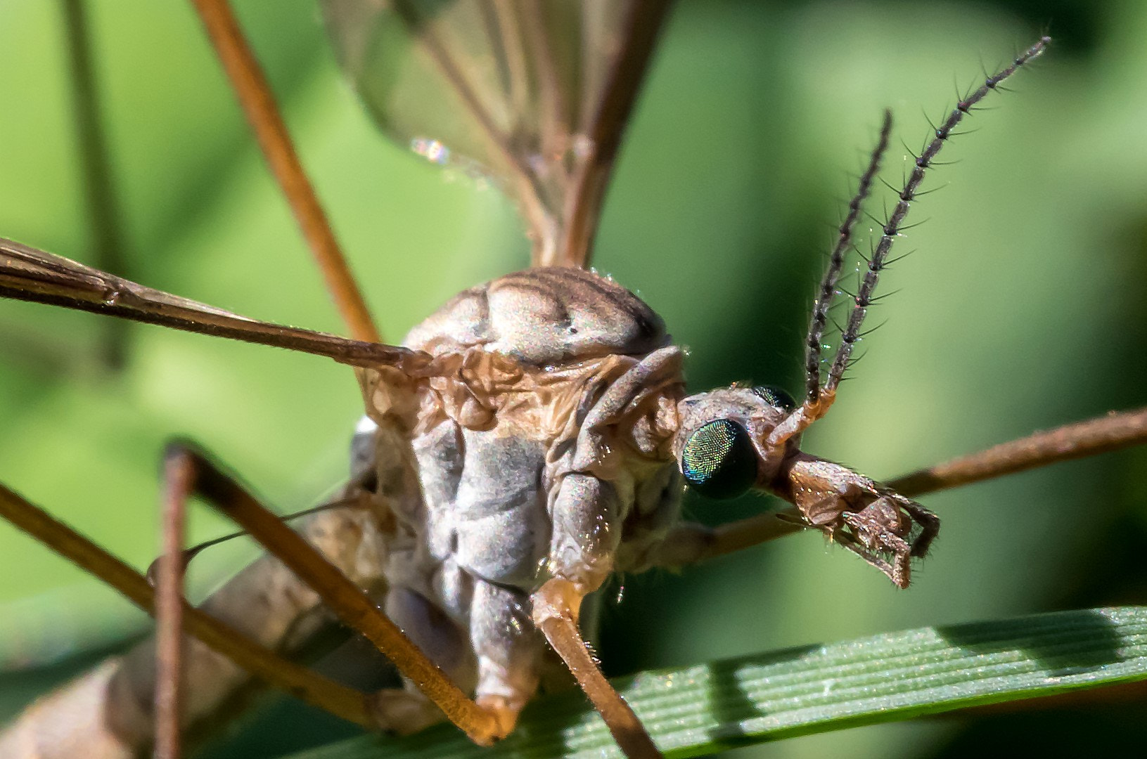Canon EF 100mm F2.8L Macro IS USM sample photo. Crane fly photography