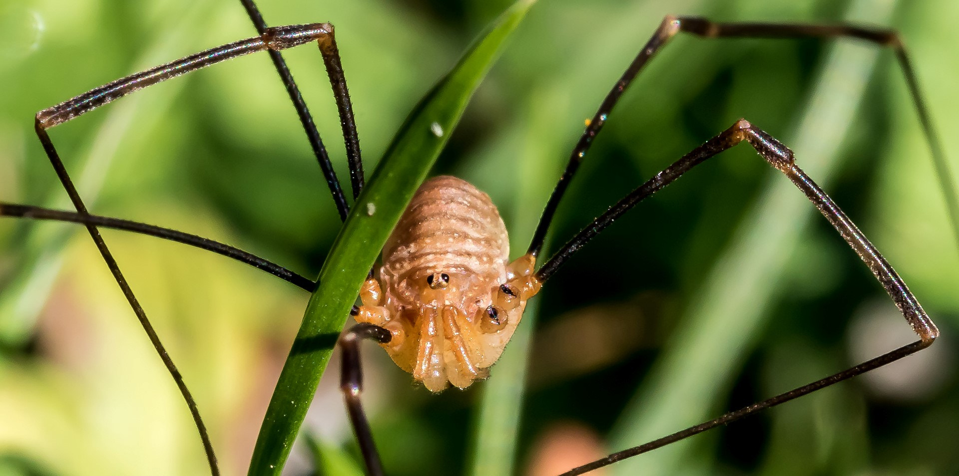 Canon EF 100mm F2.8L Macro IS USM sample photo. Harvestman photography