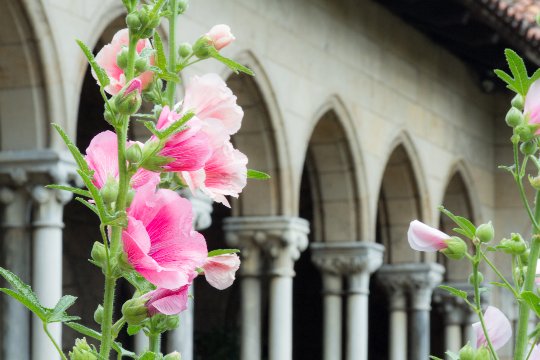 Canon EF-S 17-85mm F4-5.6 IS USM sample photo. Flower inside a cloister in nyc photography