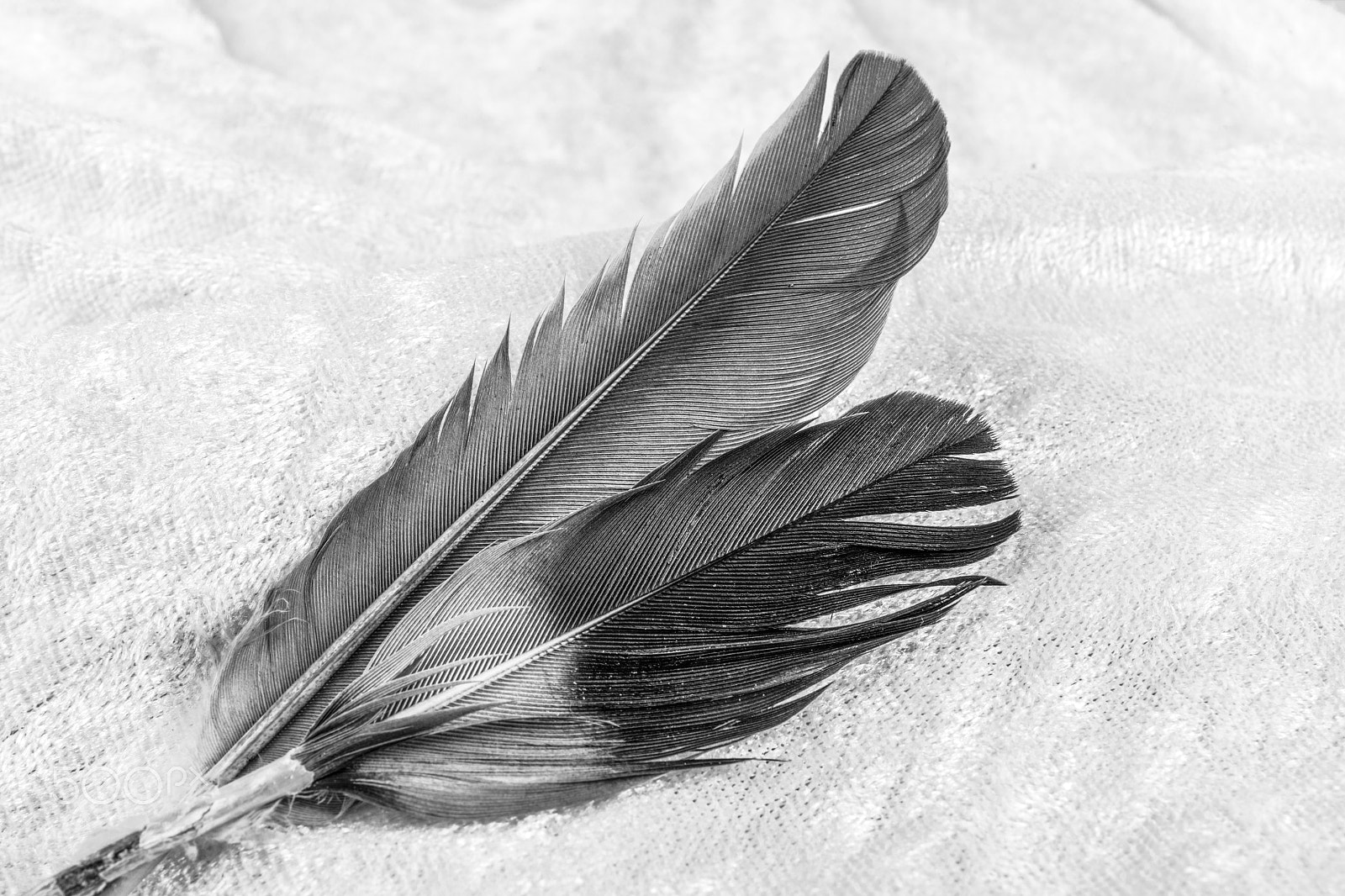 Canon EOS 5DS sample photo. The feathers photography