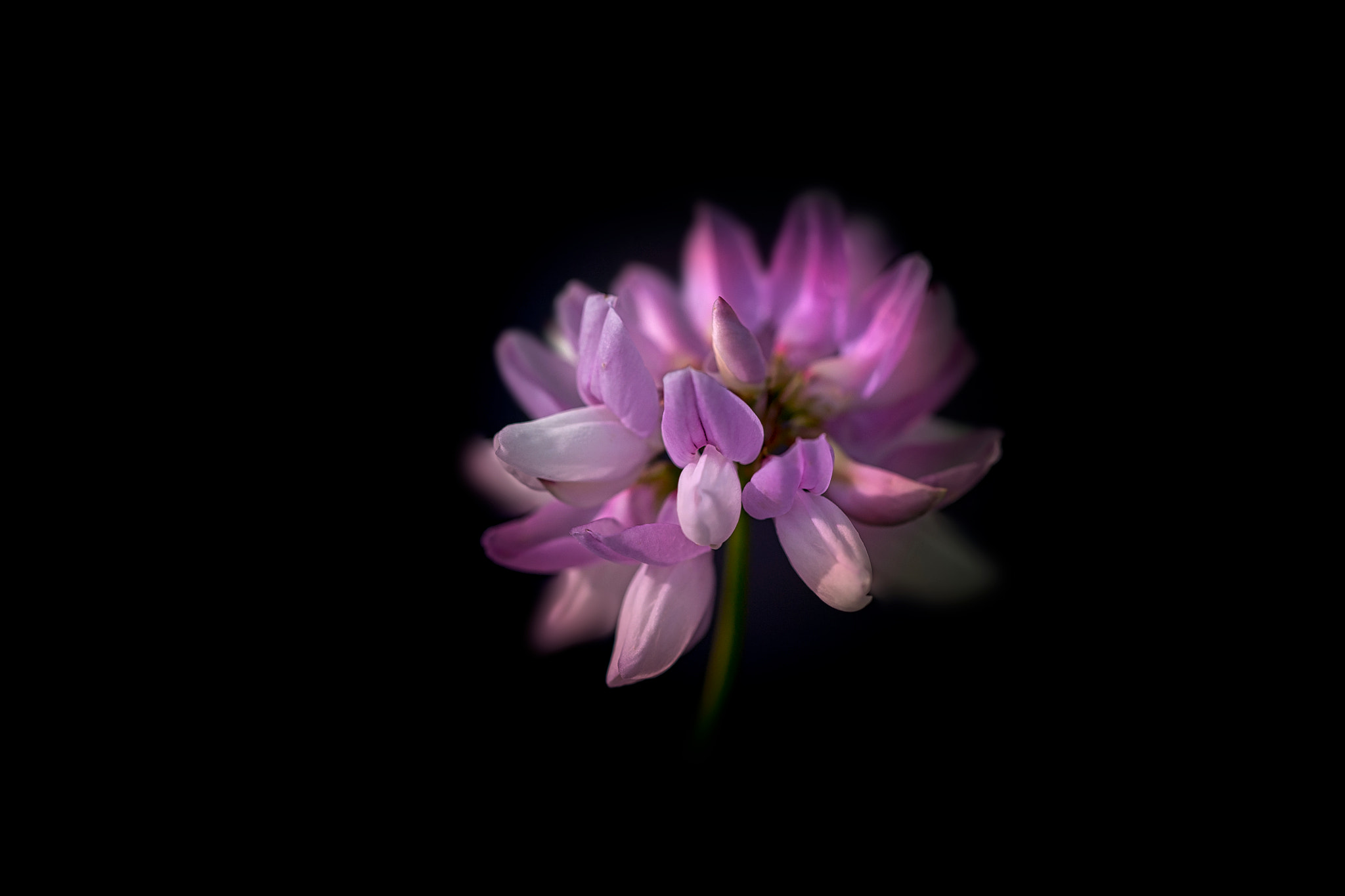 Canon EOS 6D + Canon EF 100mm F2.8L Macro IS USM sample photo. Flower367 photography