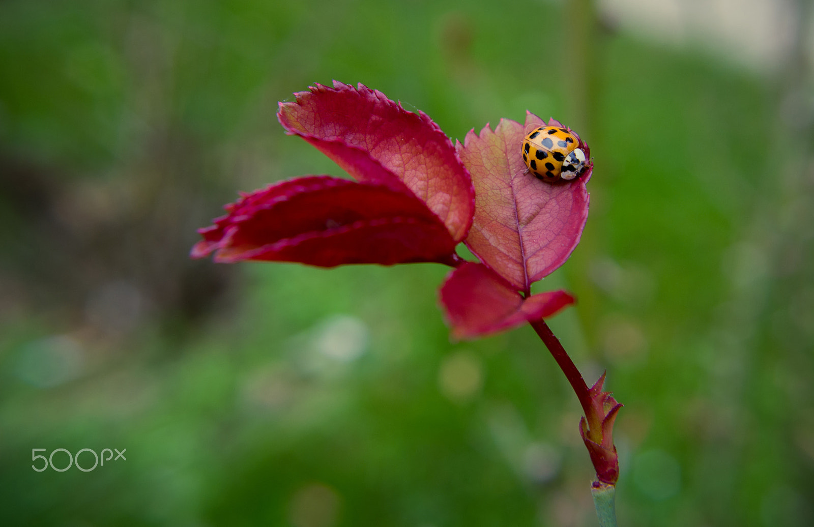 Pentax K-x sample photo. Ladybug on flower photography