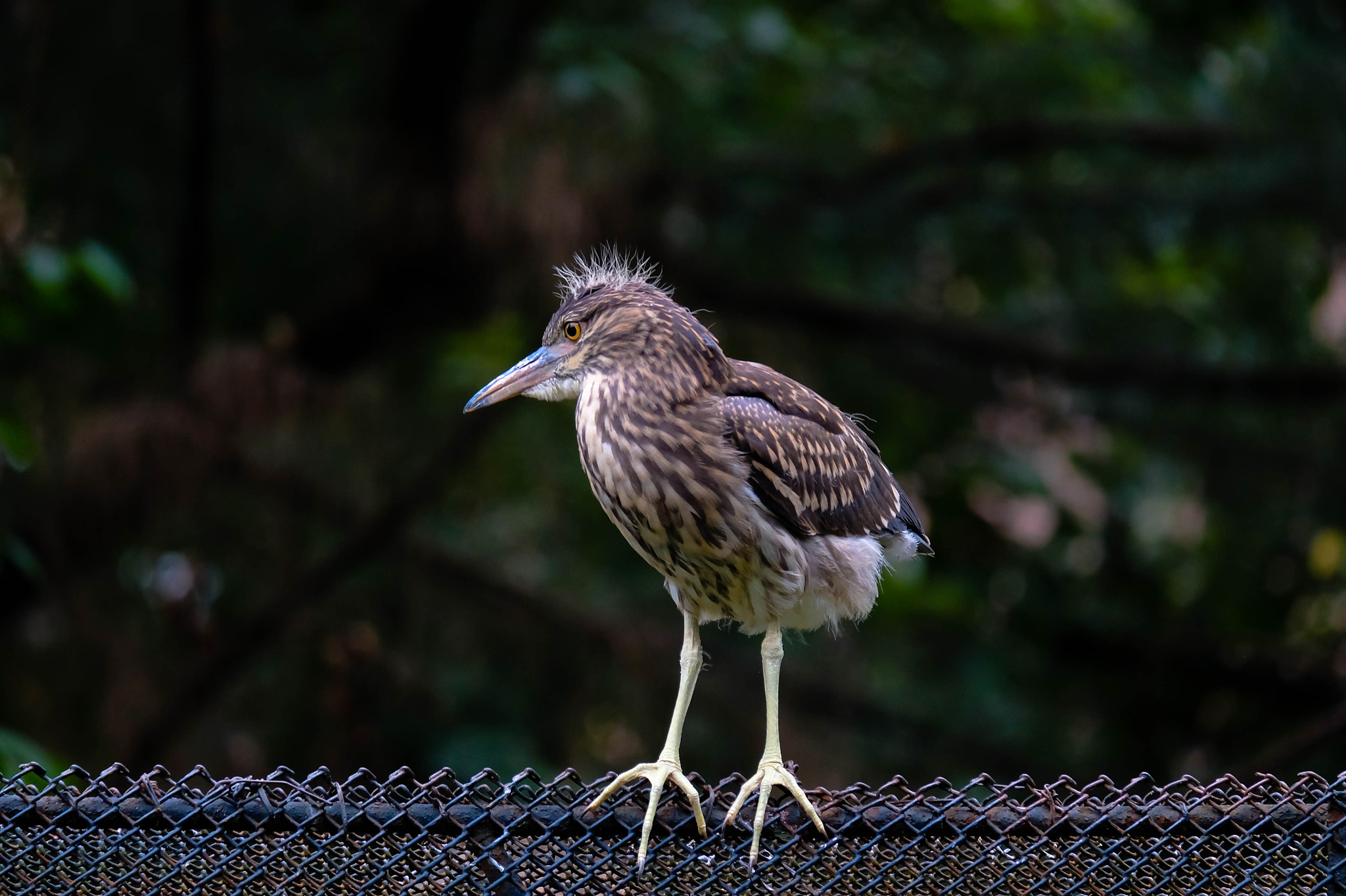 Fujifilm X-M1 + Fujifilm XC 50-230mm F4.5-6.7 OIS II sample photo. Zoo photography