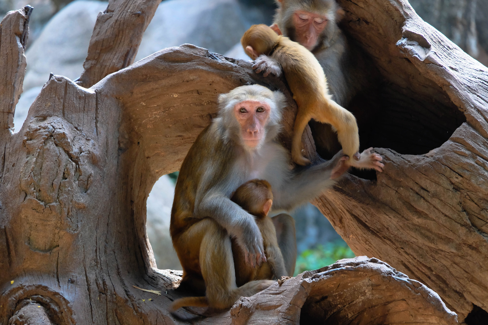 Fujifilm X-M1 + Fujifilm XC 50-230mm F4.5-6.7 OIS II sample photo. Zoo photography