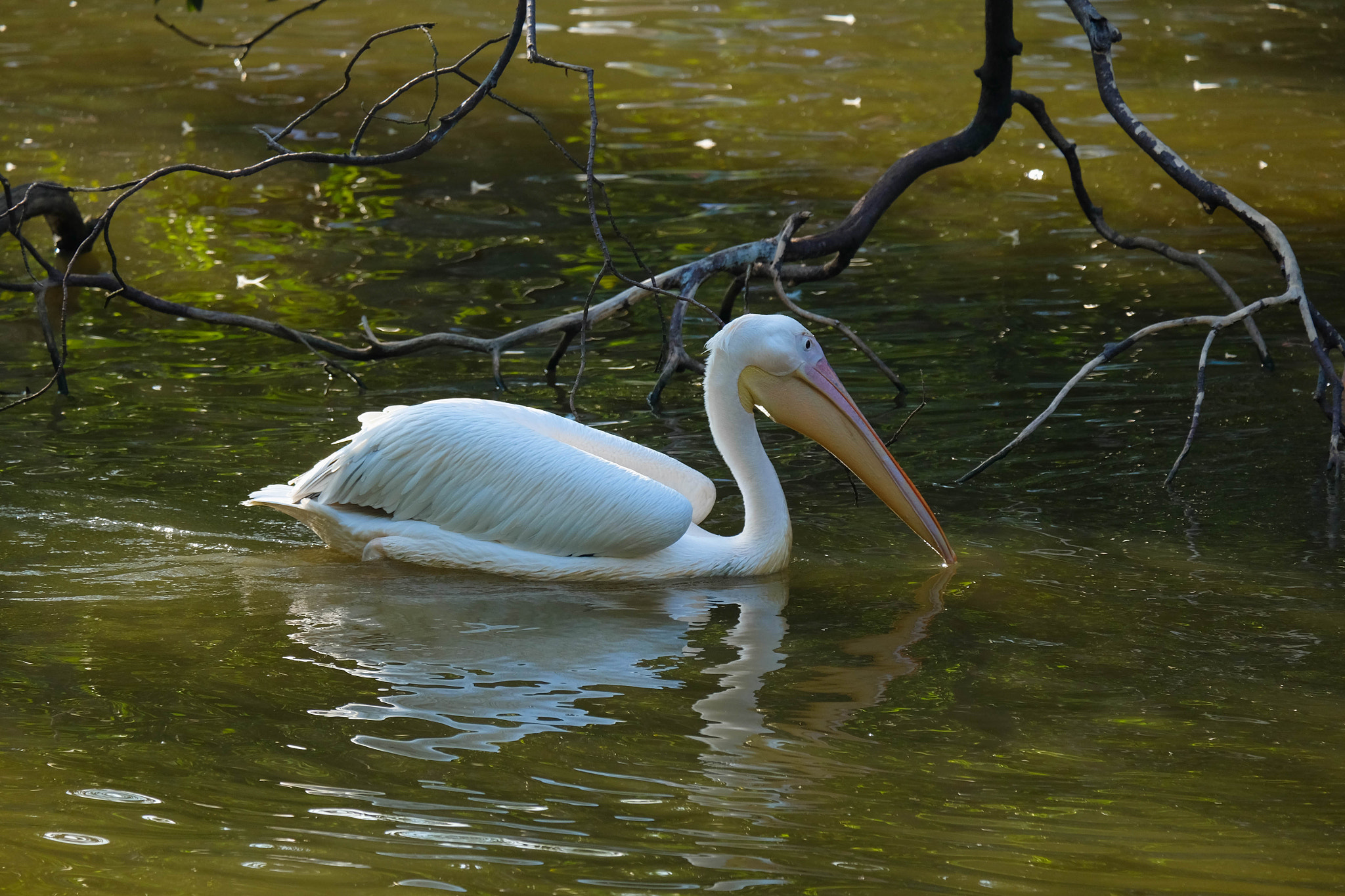 Fujifilm X-M1 + Fujifilm XC 50-230mm F4.5-6.7 OIS II sample photo. Zoo photography