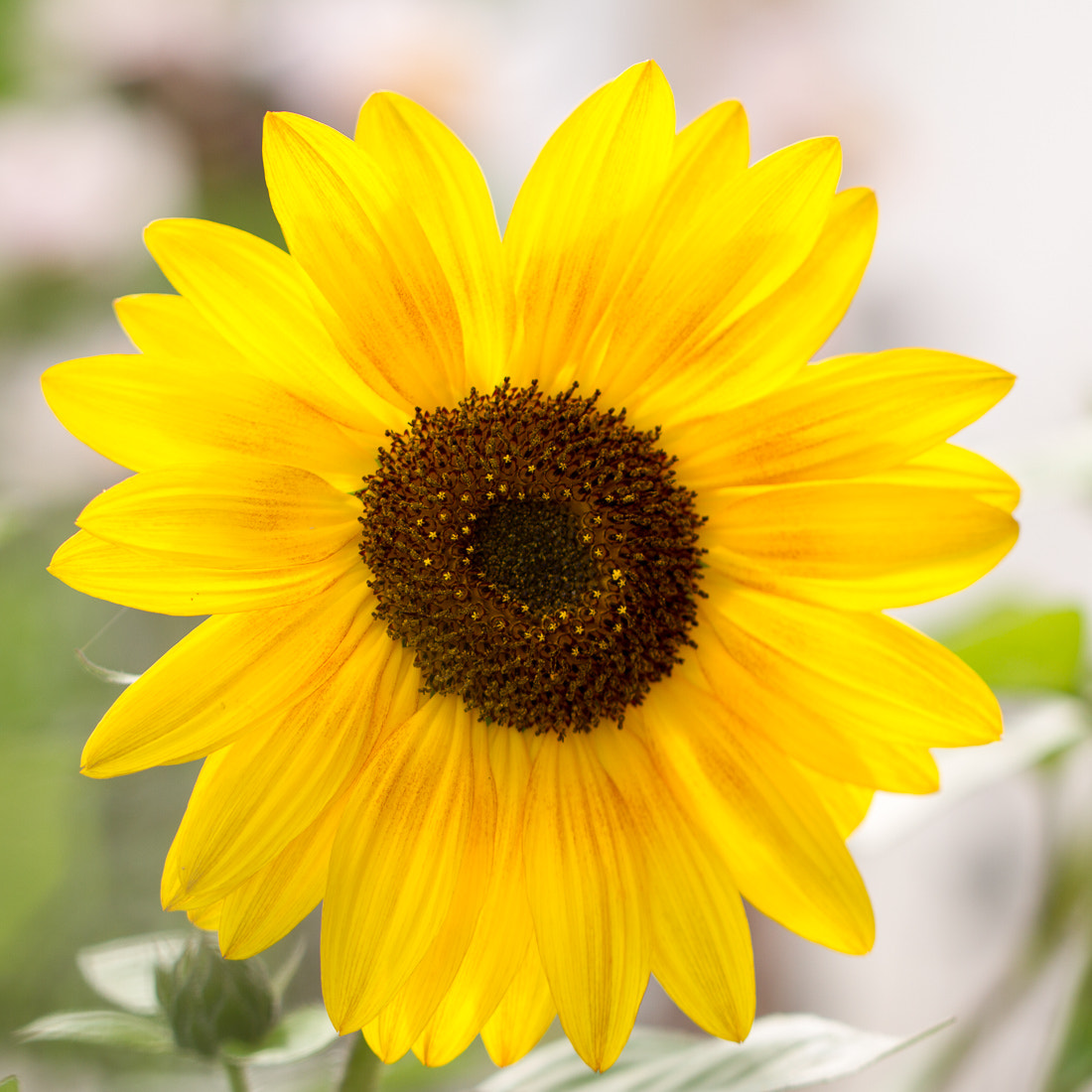 Canon EOS 7D + Canon EF 100mm F2.8L Macro IS USM sample photo. Sunflower photography