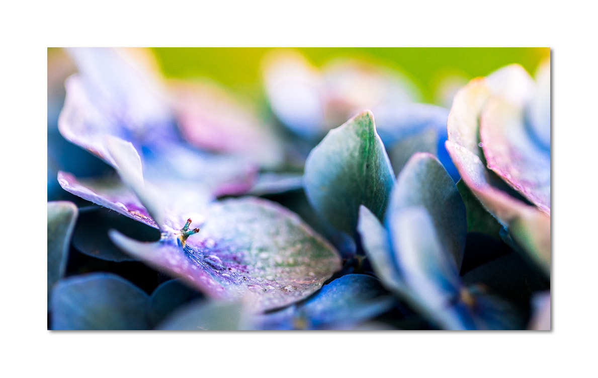 Canon EF 100mm F2.8L Macro IS USM sample photo. Hortensias bretons photography