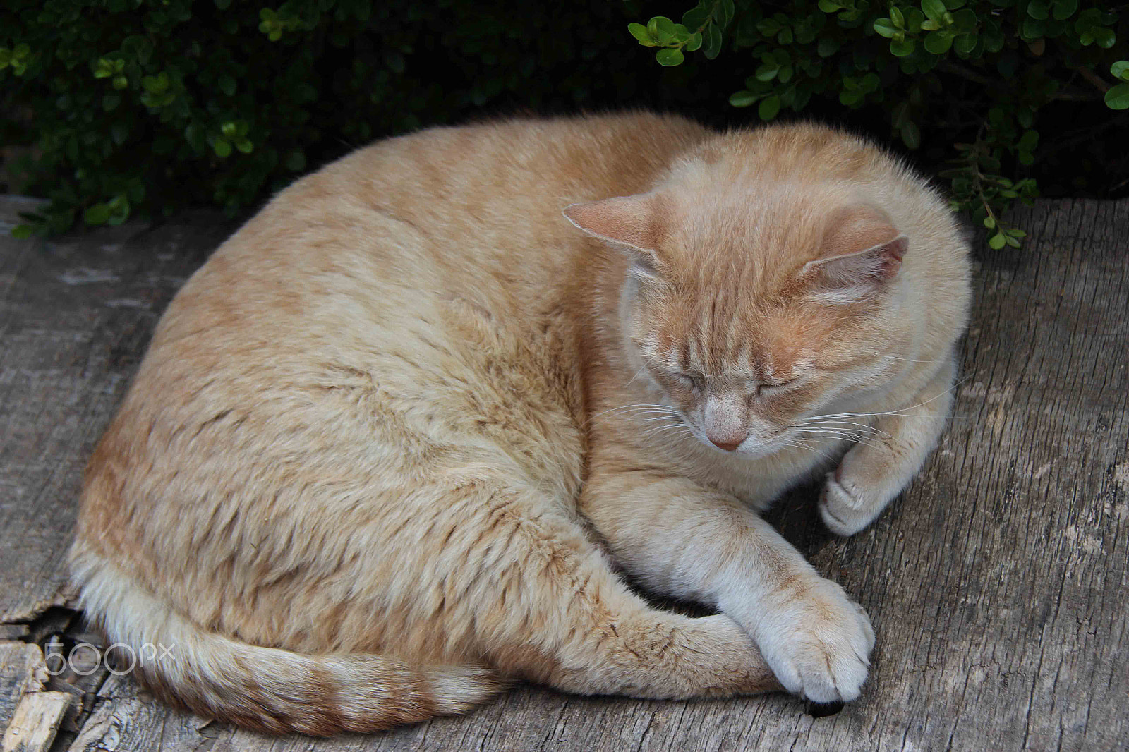 Canon EF-S 17-85mm F4-5.6 IS USM sample photo. Sleeping photography